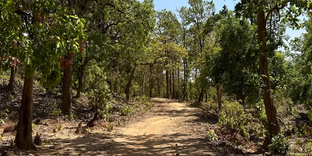 India’s Tree Census: Mapping for future